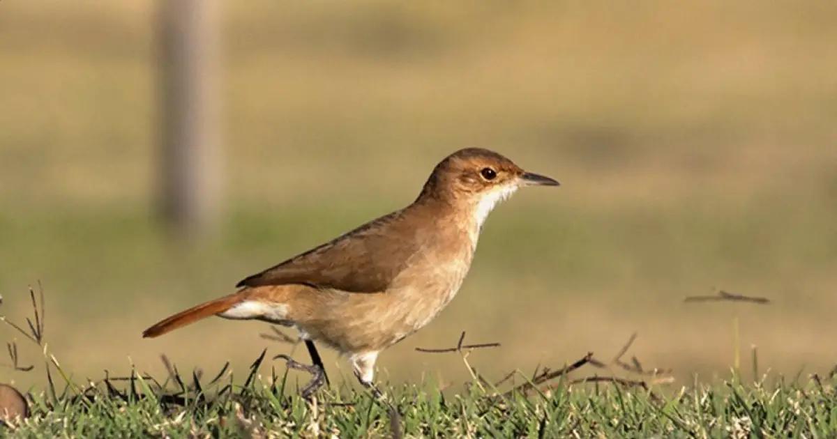 aves de cordoba argentina - Cuántas especies de aves hay en Córdoba