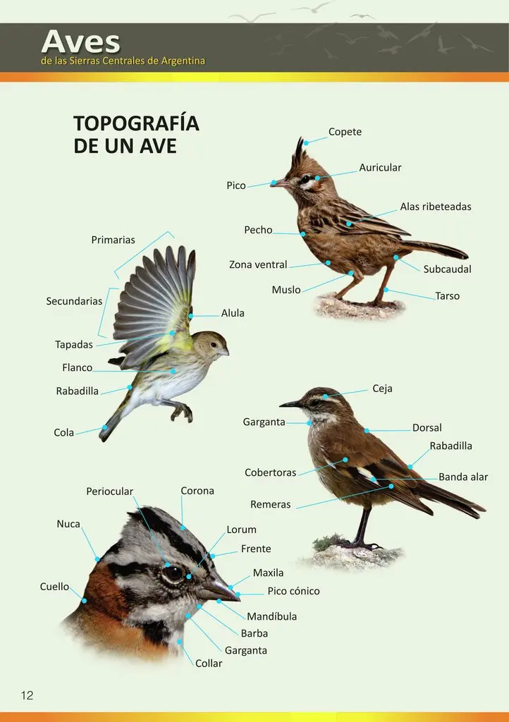 aves del alto valle de rio negro - Cuántas especies de aves hay en el Valle del Cauca