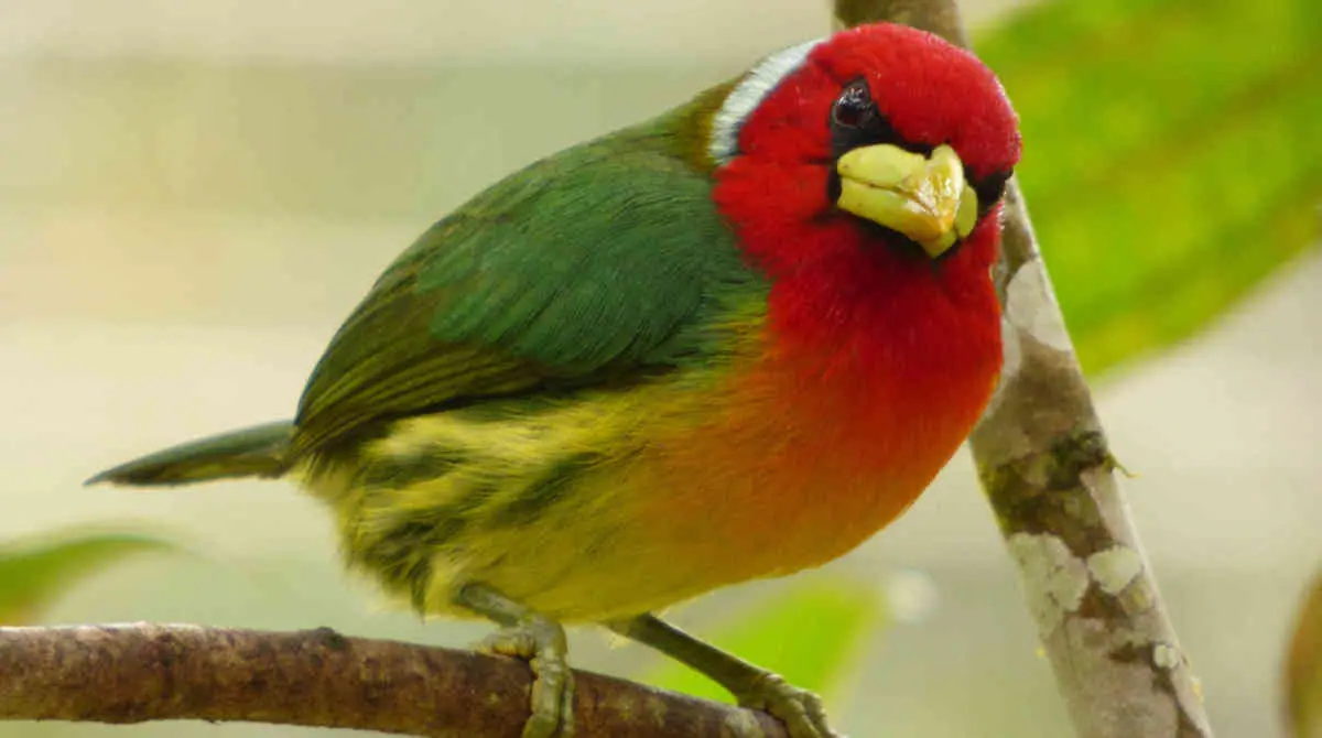 cuantas especies de aves hay en colombia - Cuántas especies de aves hay en la actualidad