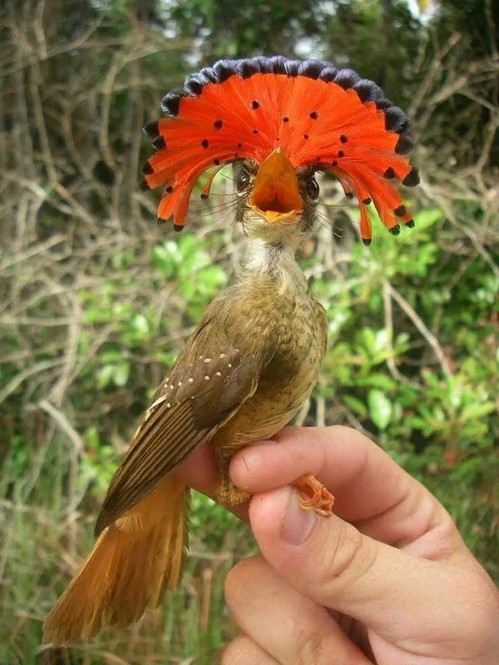 aves de la amazonia colombiana - Cuántas especies de aves hay en la Amazonía colombiana