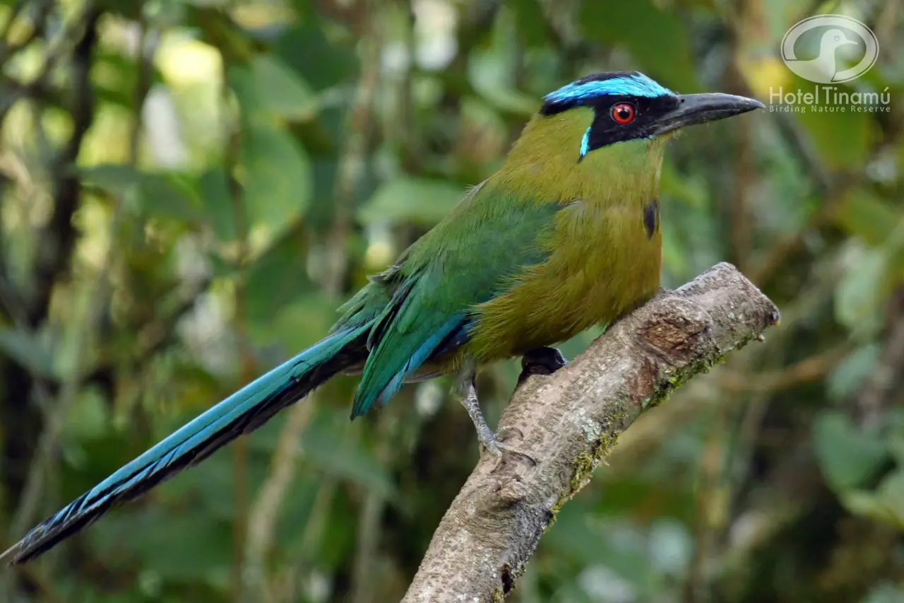 Aves de Manizales: Una riqueza natural - Cuántas especies de aves hay en Manizales aves de manizales - Cuántas especies de aves hay en Manizales