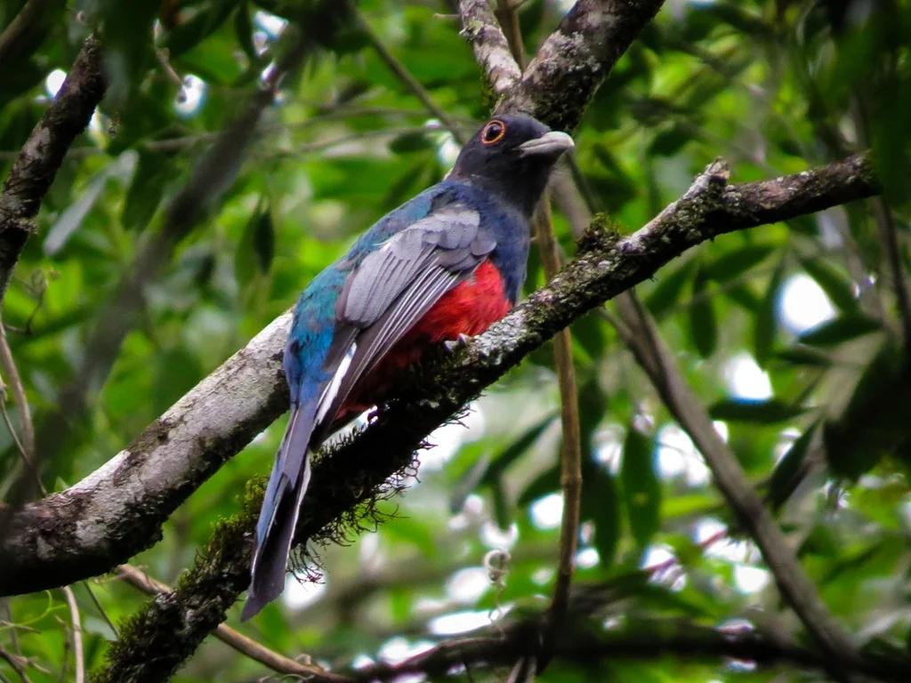 aves misioneras - Cuántas especies de aves hay en Misiones