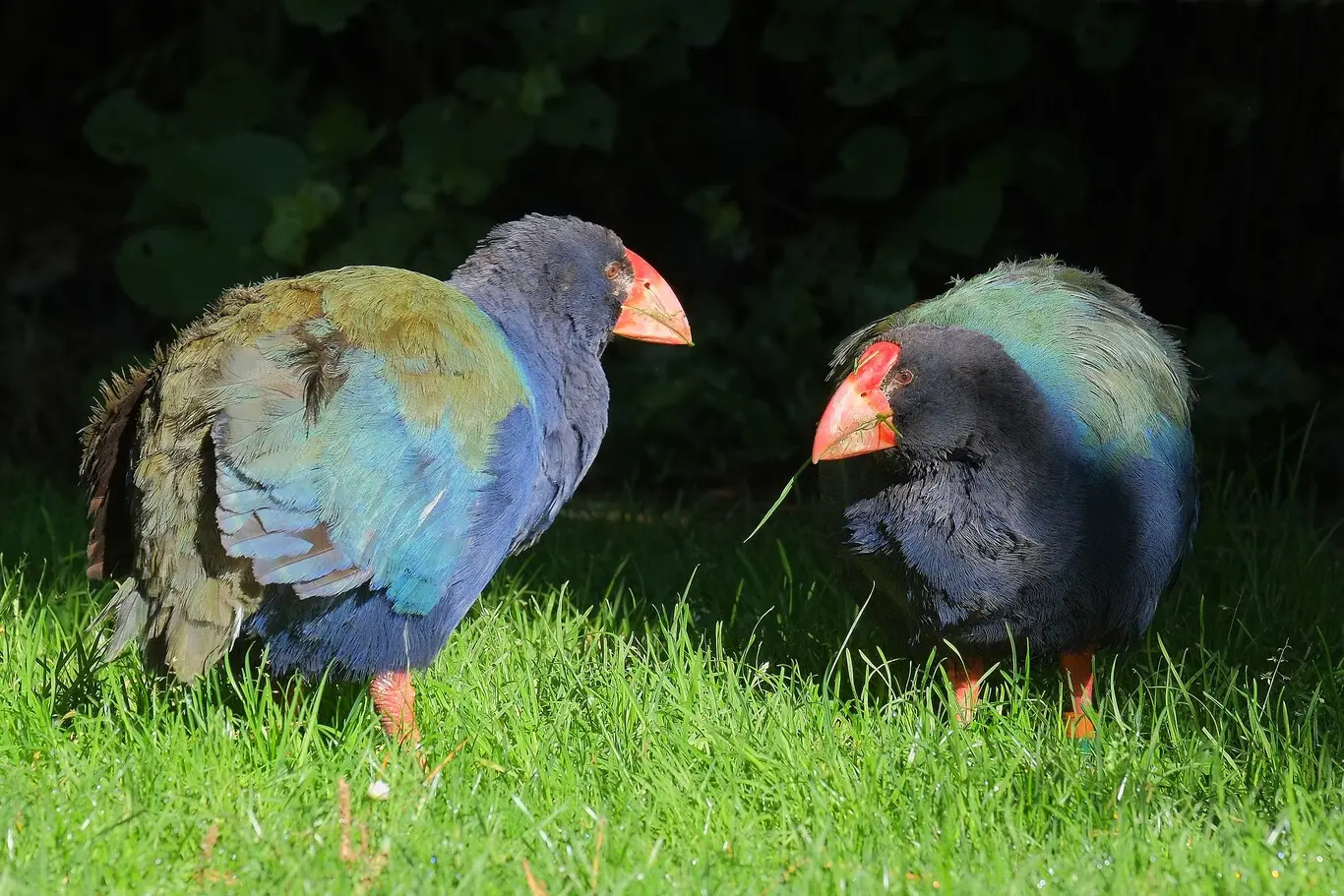 ave de nueva zelanda que no vuela - Cuántas especies de aves hay en Nueva Zelanda