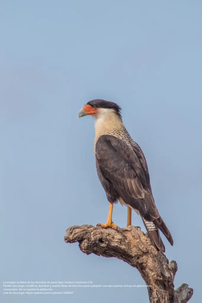 aves de tucuman - Cuántas especies de aves hay en Tucuman