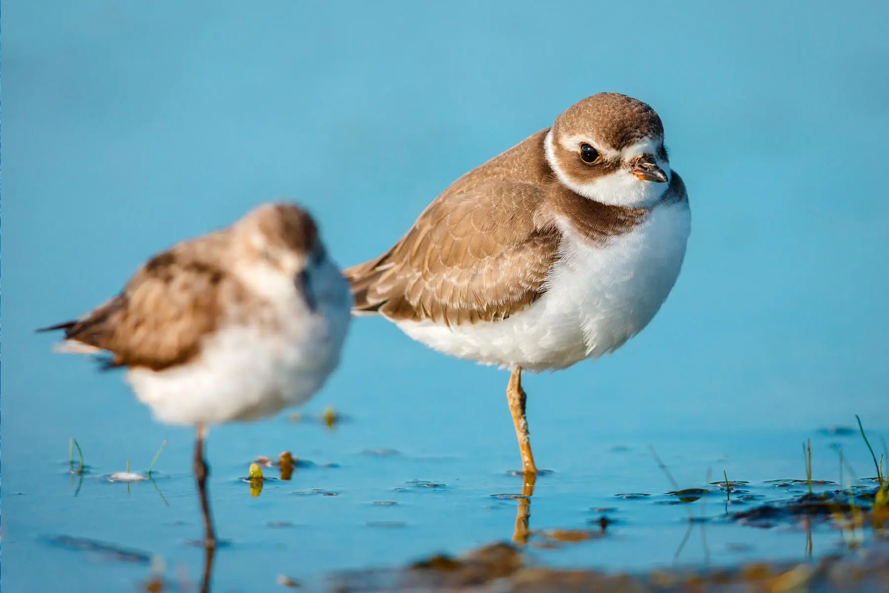especies de aves marinas - Cuántas especies de aves marinas existen en el mundo