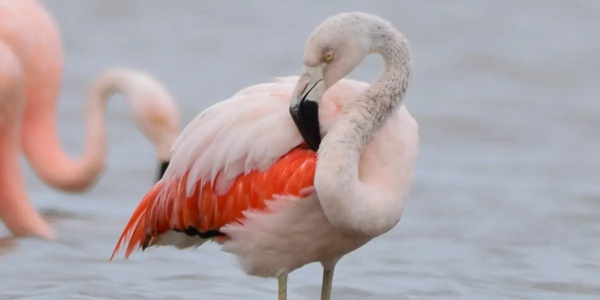 ave miramar - Cuántas especies de flamencos hay en Miramar de Ansenuza