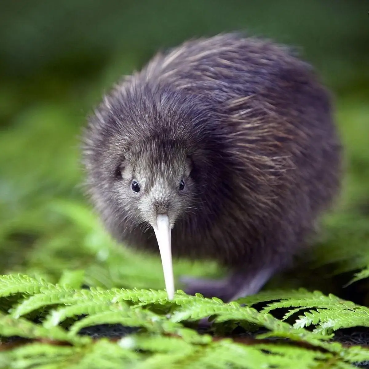 ave kiwi yipos - Cuántas especies de kiwi ave hay