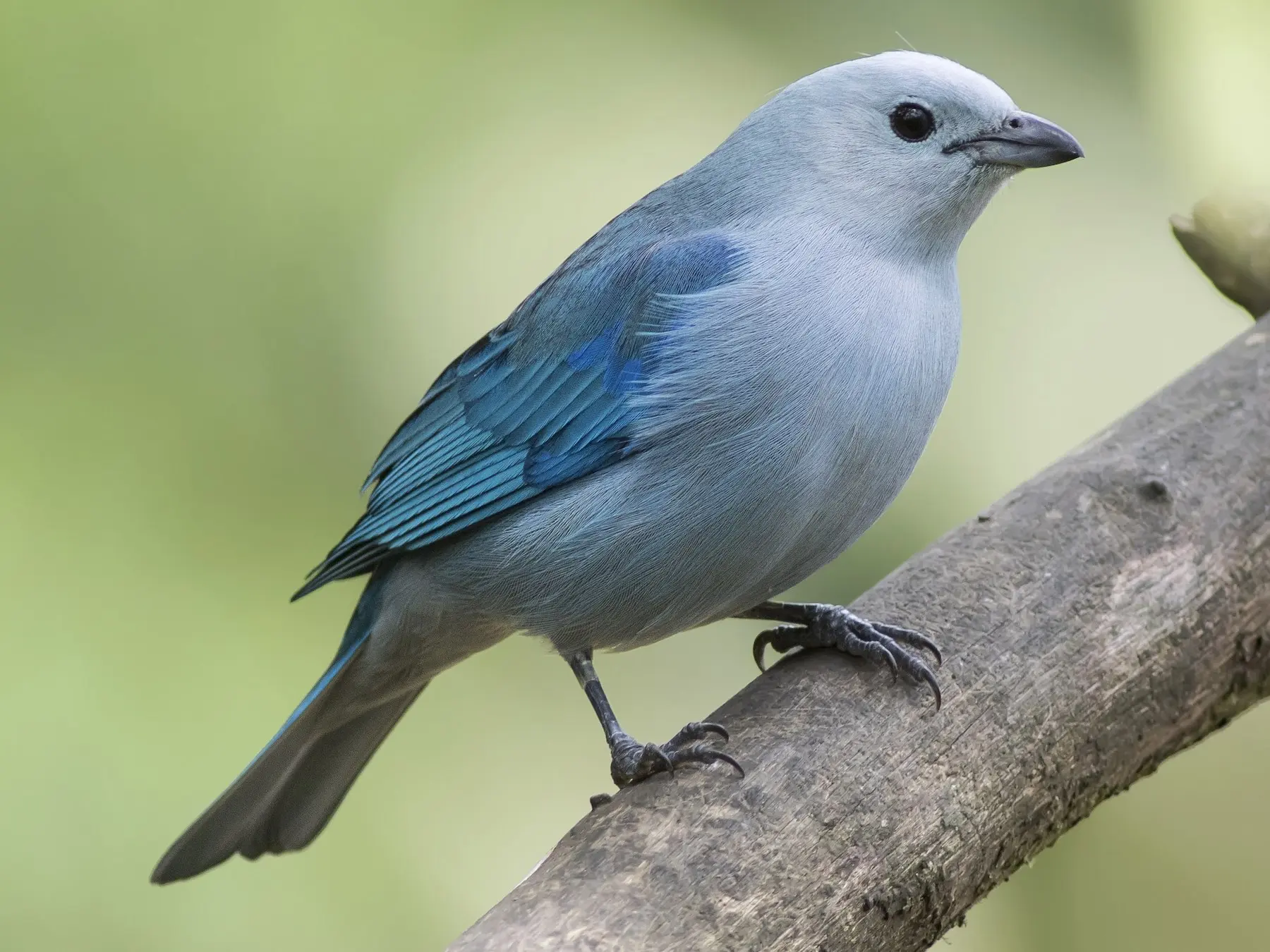 pajaros azulejos - Cuántas especies de pájaros azulejos hay
