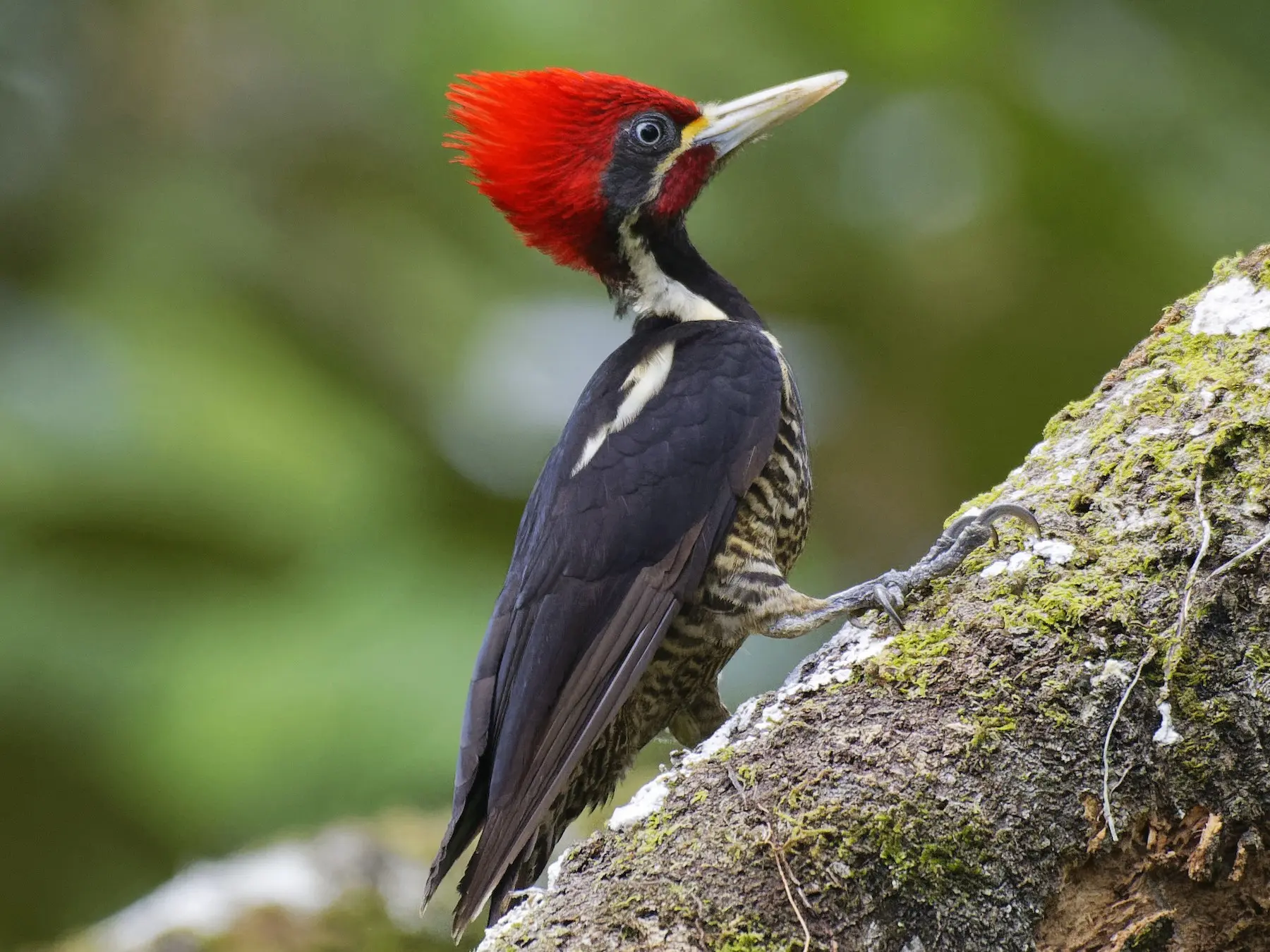 clases de pajaros carpinteros - Cuántas especies de pájaros carpinteros hay en Colombia