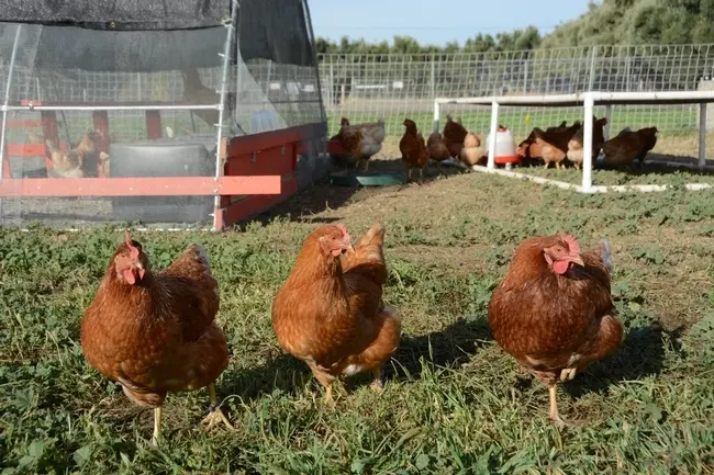 crianza de aves de corral - Cuántas gallinas hay que tener para que sea rentable