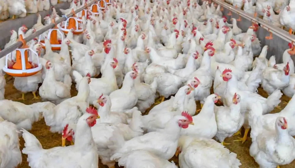 produccion de aves en argentina - Cuántas gallinas ponedoras hay en Argentina