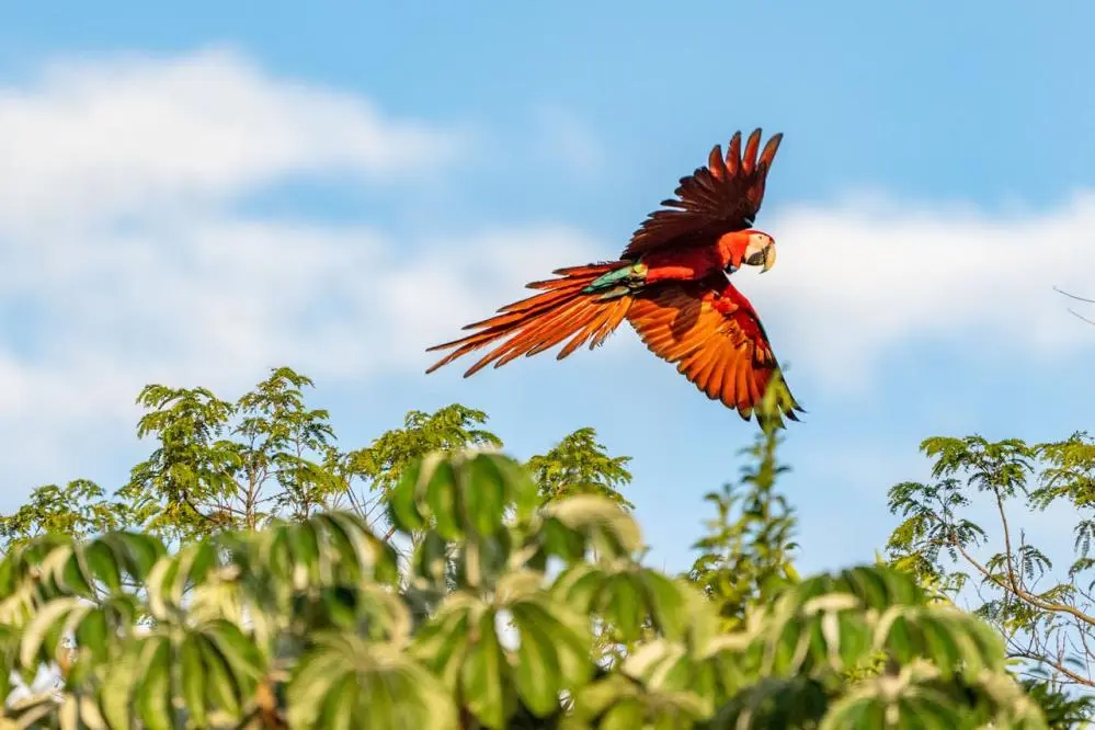 proyecto ibera guacamayo - Cuántas hectáreas tiene el Iberá