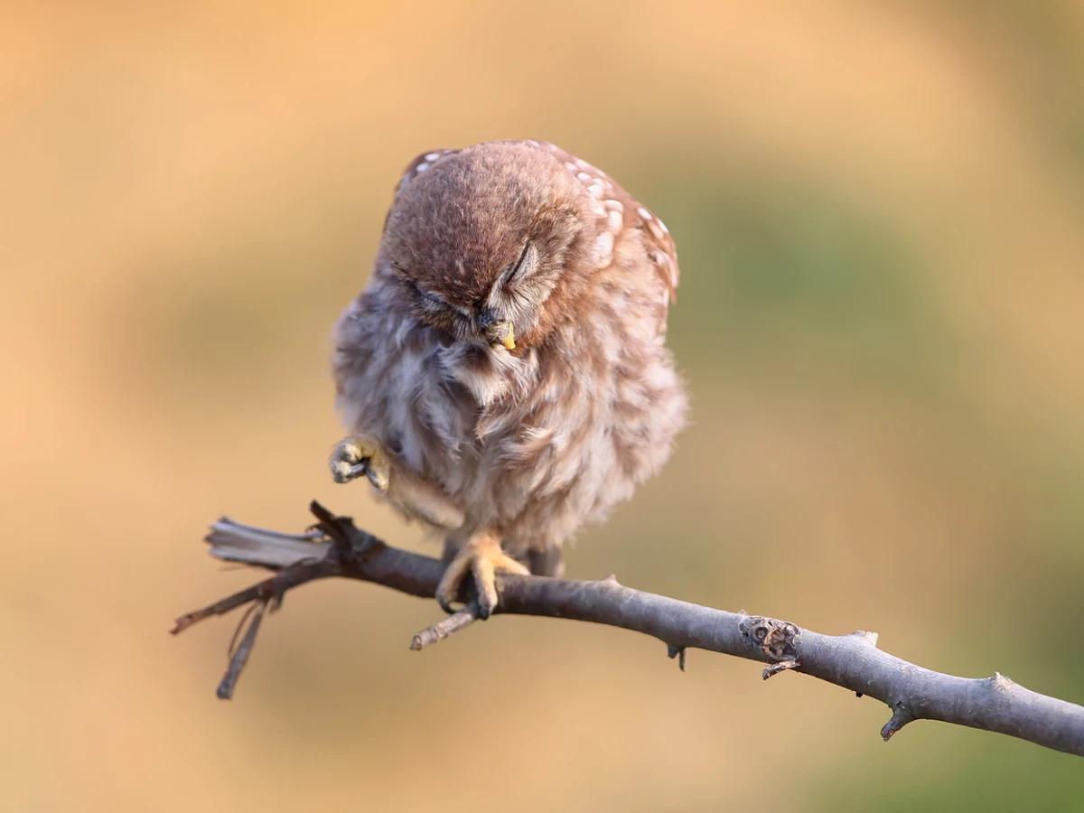 cuantas horas duermen los pajaros - Cuántas horas debe dormir un canario