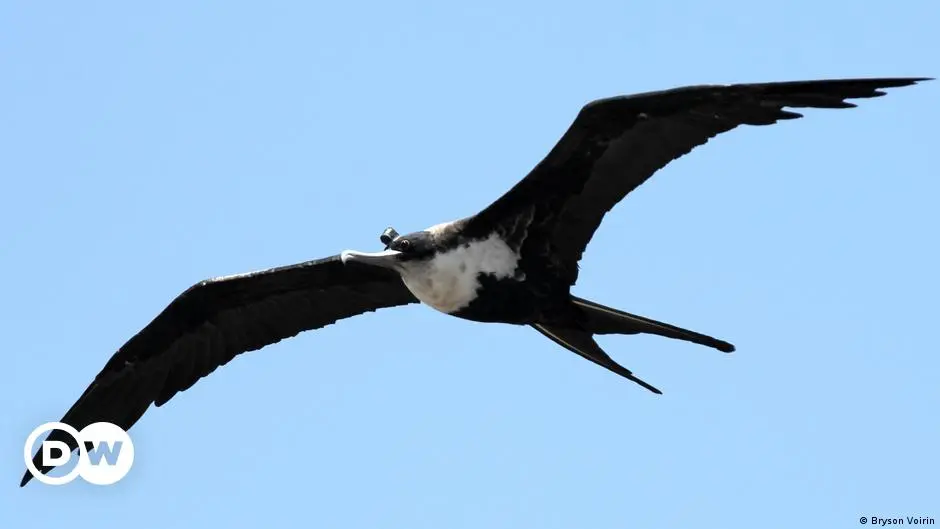 cuantas horas duermen las aves - Cuántas horas duermen las palomas