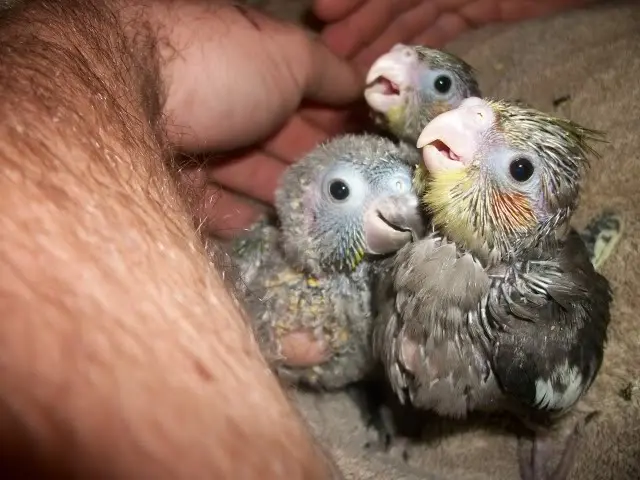 a que edad se deja de empapillar un ave - Cuántas veces hay que darle de comer a una ninfa papillera