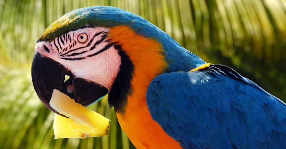 cuanto hay q esperar entre comidas loro - Cuántas veces se le da de comer a un perico