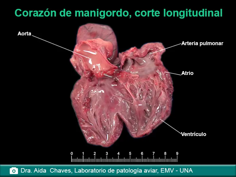 corazon del ave - Cuántas ventrículos tiene el corazón de un ave