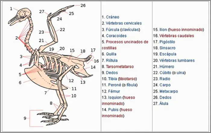 columna vertebral de las aves - Cuántas vértebras tiene las aves