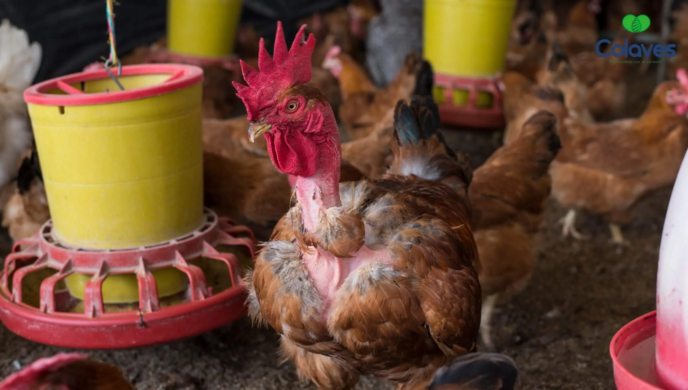 manejo de aves de engorde - Cuántas y cuáles son las etapas de alimentación de pollos de engorde