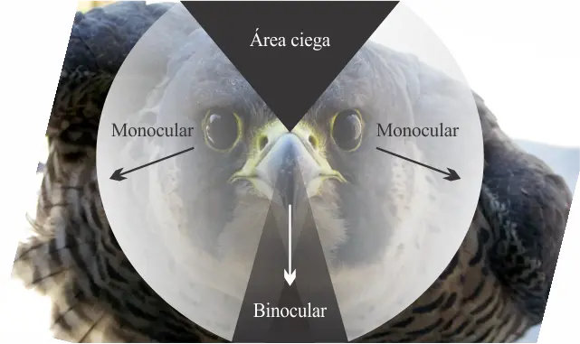 agudeza visual aves rapaces - Cuánto alcanza la vista de un águila