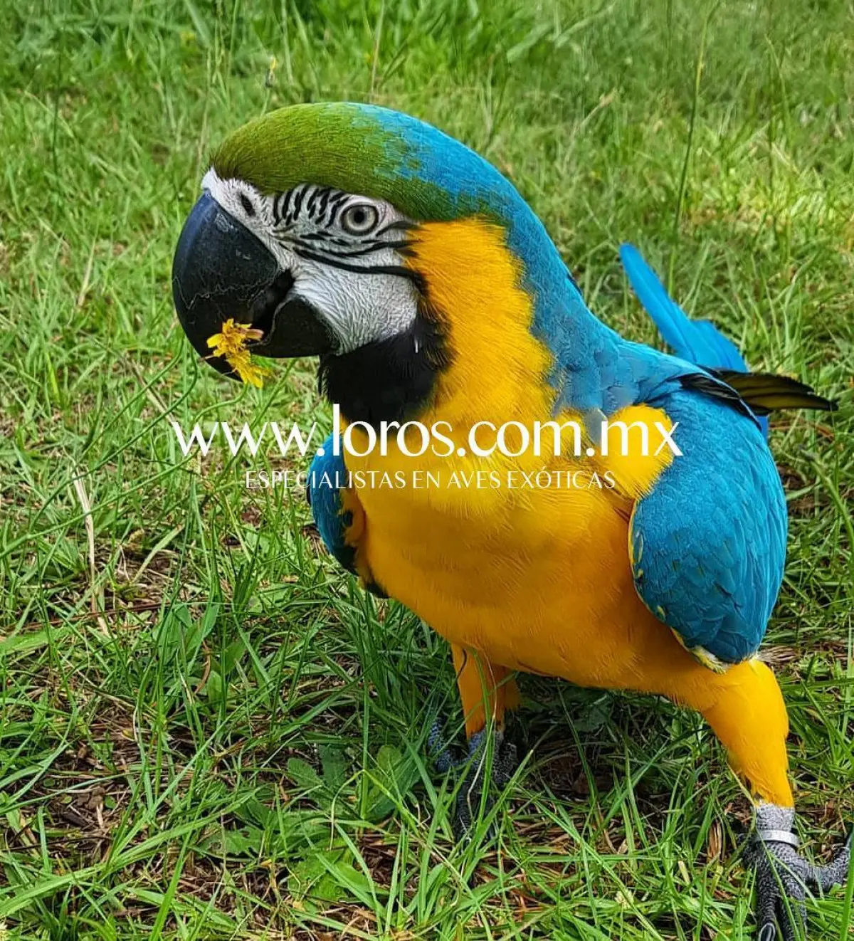 venta de loros en monterrey - Cuánto cobran en la Casa de los loros en Monterrey
