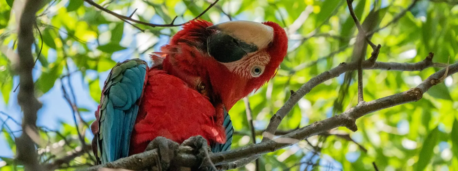 ave roja temaiken - Cuánto cuesta la entrada a Temaikén