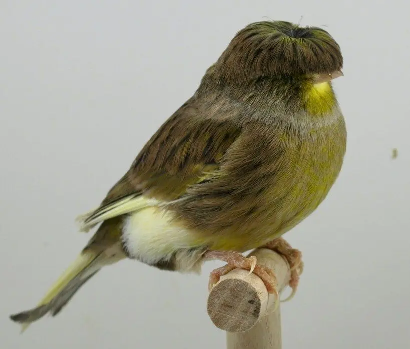 pajaro canario gloster - Cuánto cuesta un canario Gloster