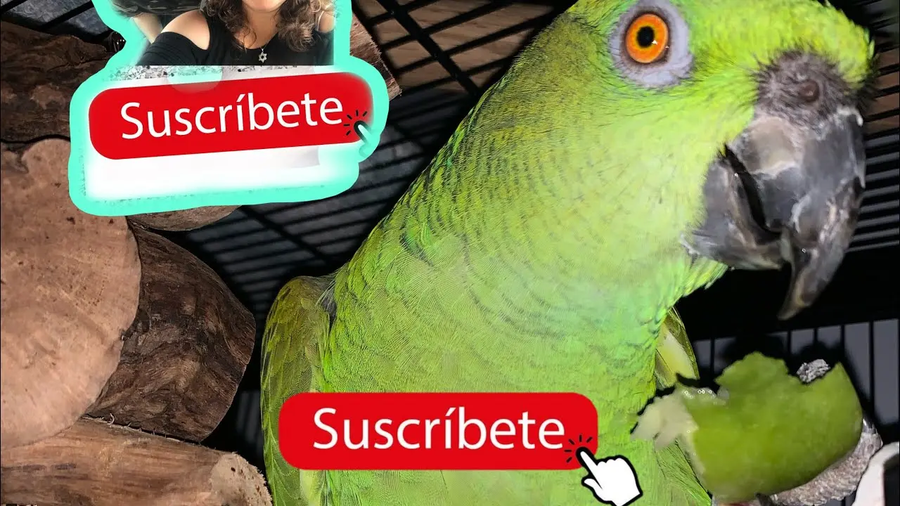 cuanto vale un loro que habla - Cuánto cuesta un loro que habla en Perú