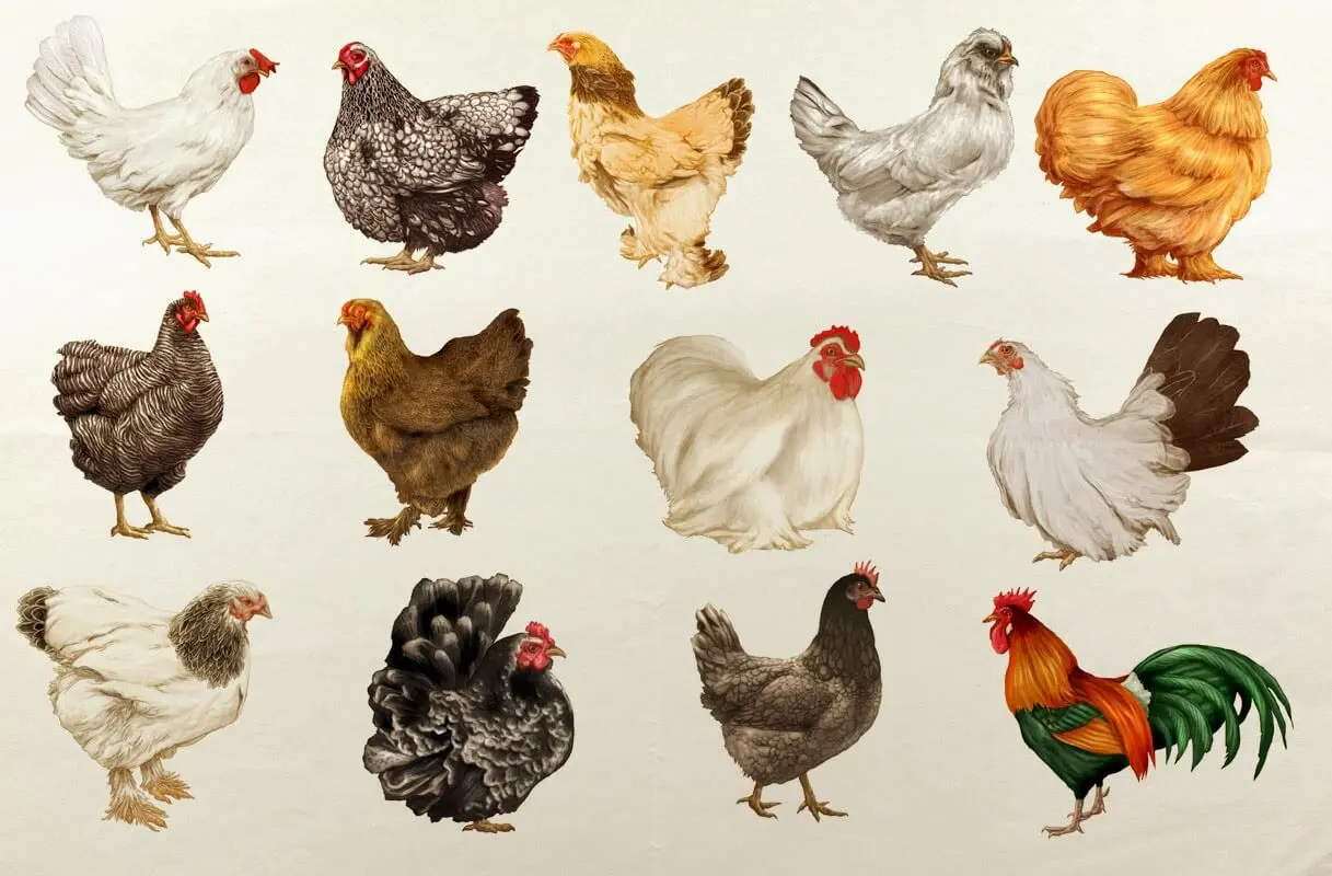 Comprar aves de corral - Cuánto cuesta una gallina en Argentina 2023 comprar aves de corral - Cuánto cuesta una gallina en Argentina 2023