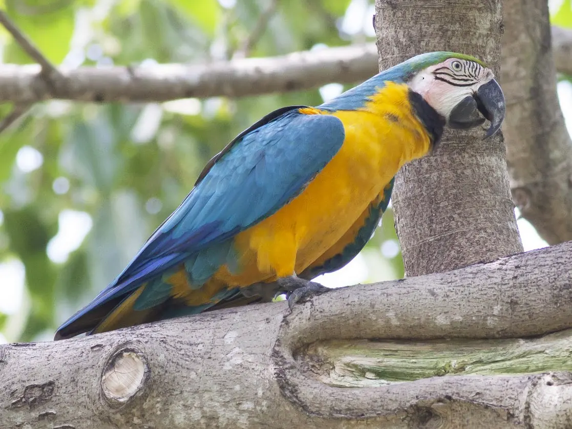 guacamayo venezuela - Cuánto cuesta una guacamaya en Venezuela