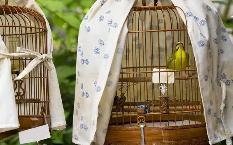 cuantas horas duermen las aves - Cuánto duerme un pájaro adulto