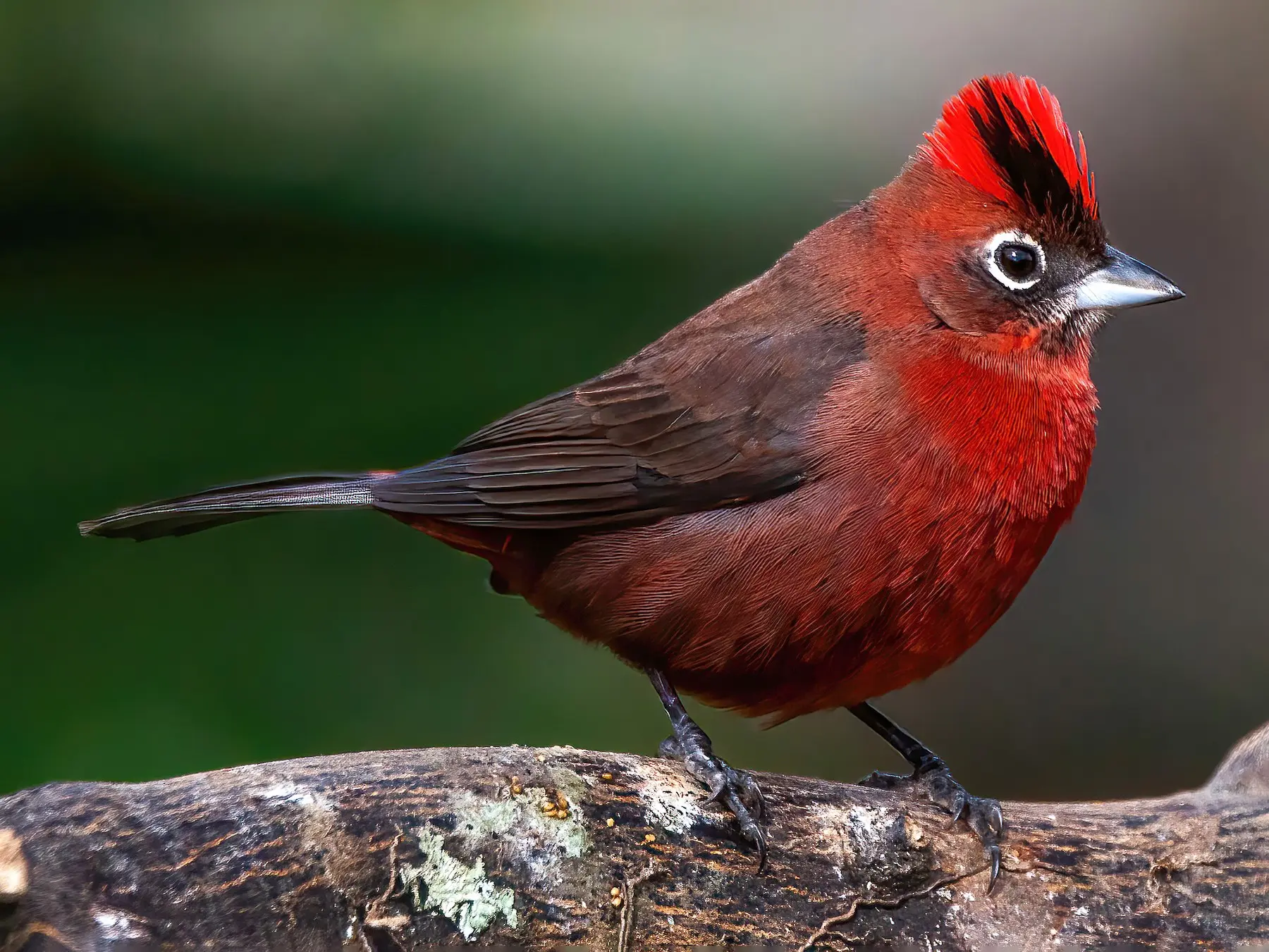 Ave de Fuego Real: La majestuosidad de esta especie - Cuánto dura el pájaro de fuego ave de fuego real - Cuánto dura el pájaro de fuego