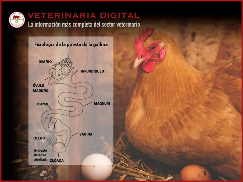 Ovulación en aves - Cuánto dura la ovulación en las gallinas ovulacion en aves - Cuánto dura la ovulación en las gallinas