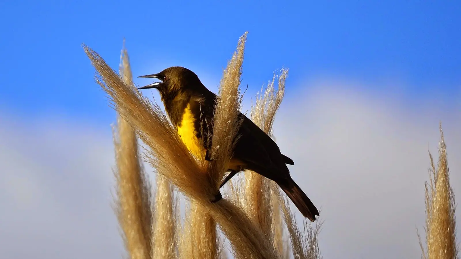 pajaro pequeño negro con pecho amarillo - Cuánto dura un benteveo