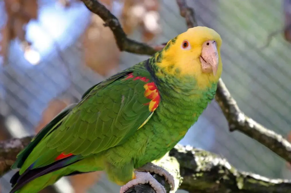 Cuánto cuesta un loro cabeza amarilla - Cuánto dura un loro de cabeza amarilla cuanto cuesta un loro cabeza amarilla - Cuánto dura un loro de cabeza amarilla