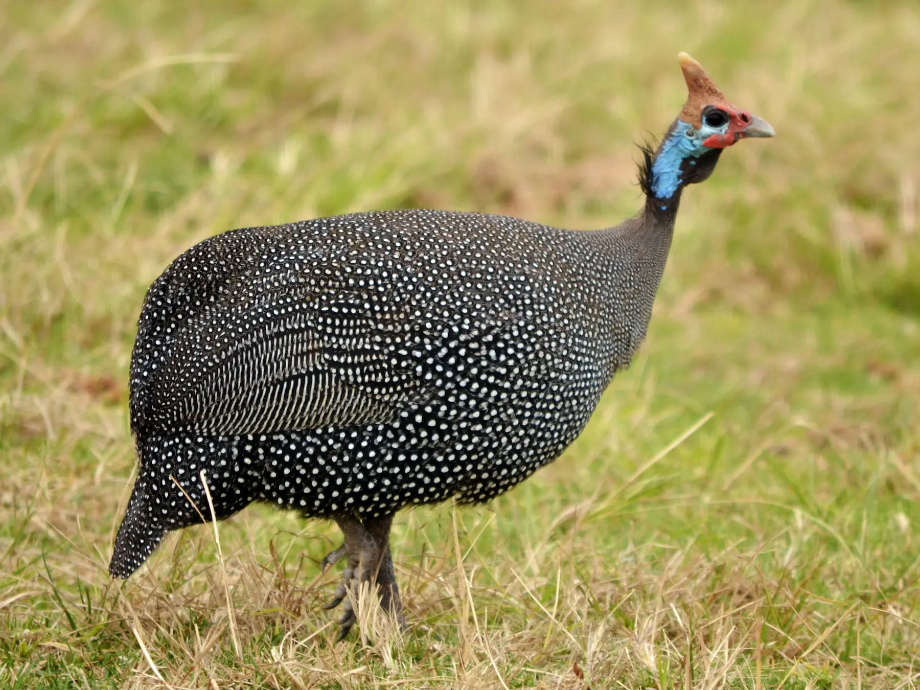 Adopto aves de guineas: una opción responsable y gratificante - Cuánto dura una Guinea adopto aves de guineas - Cuánto dura una Guinea