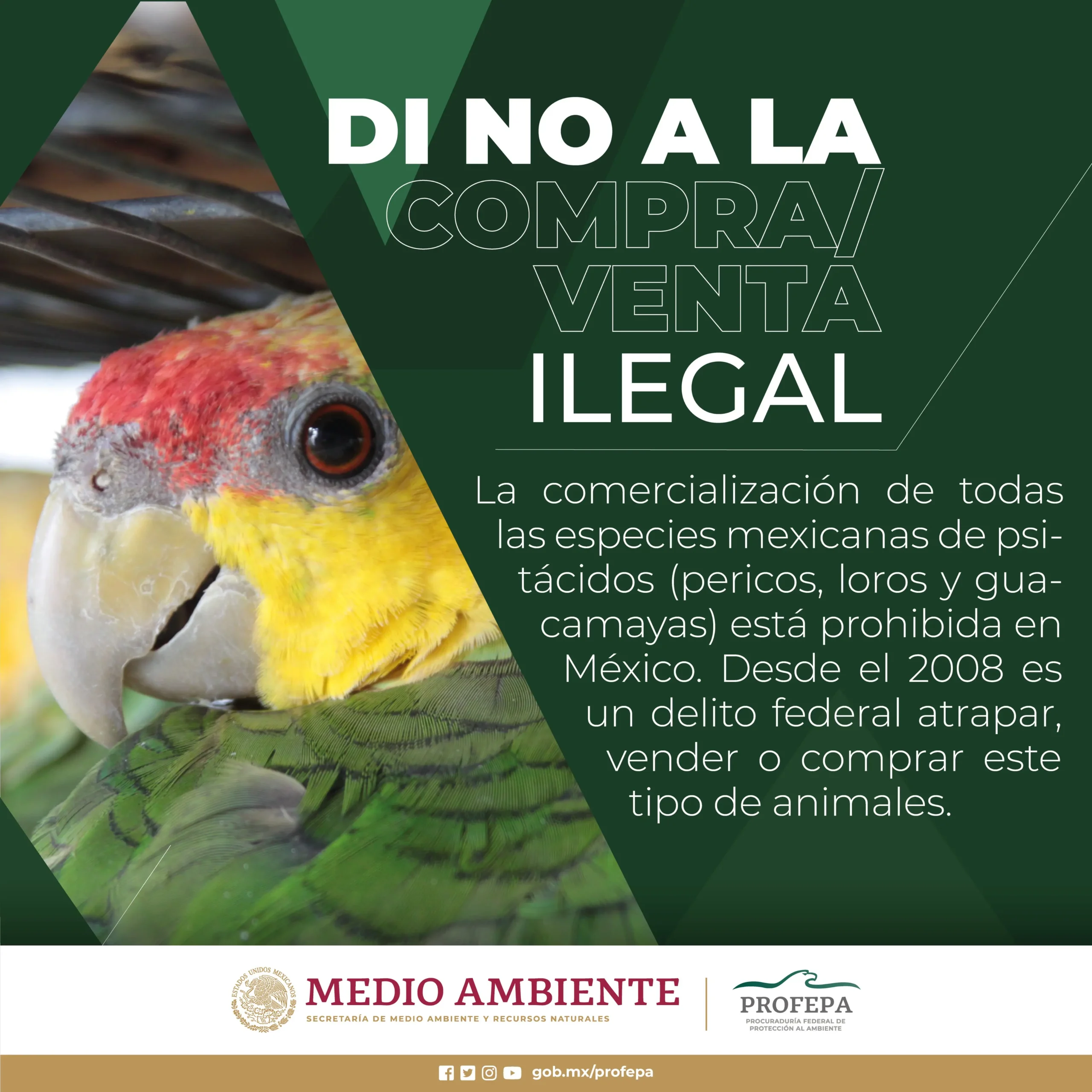 los loros son ilegales - Cuánto es la multa por tener un loro