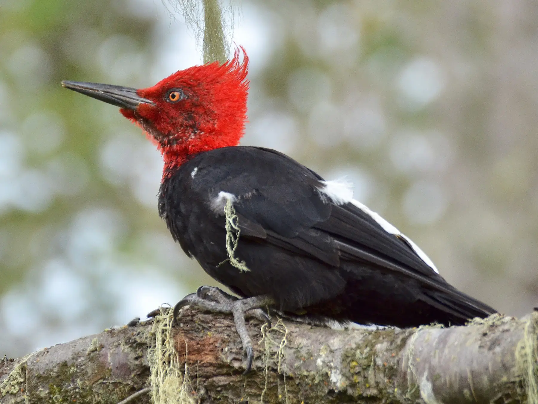 pajaro carpintero negro - Cuánto mide el carpintero negro