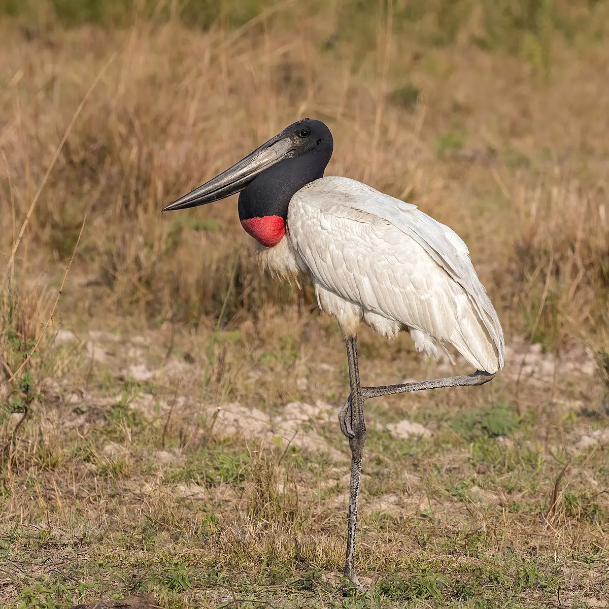 jabiru ave - Cuánto mide el jabirú