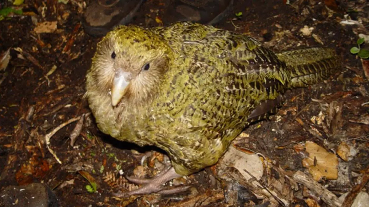 loro de nueva zelanda - Cuánto mide el loro más grande del mundo