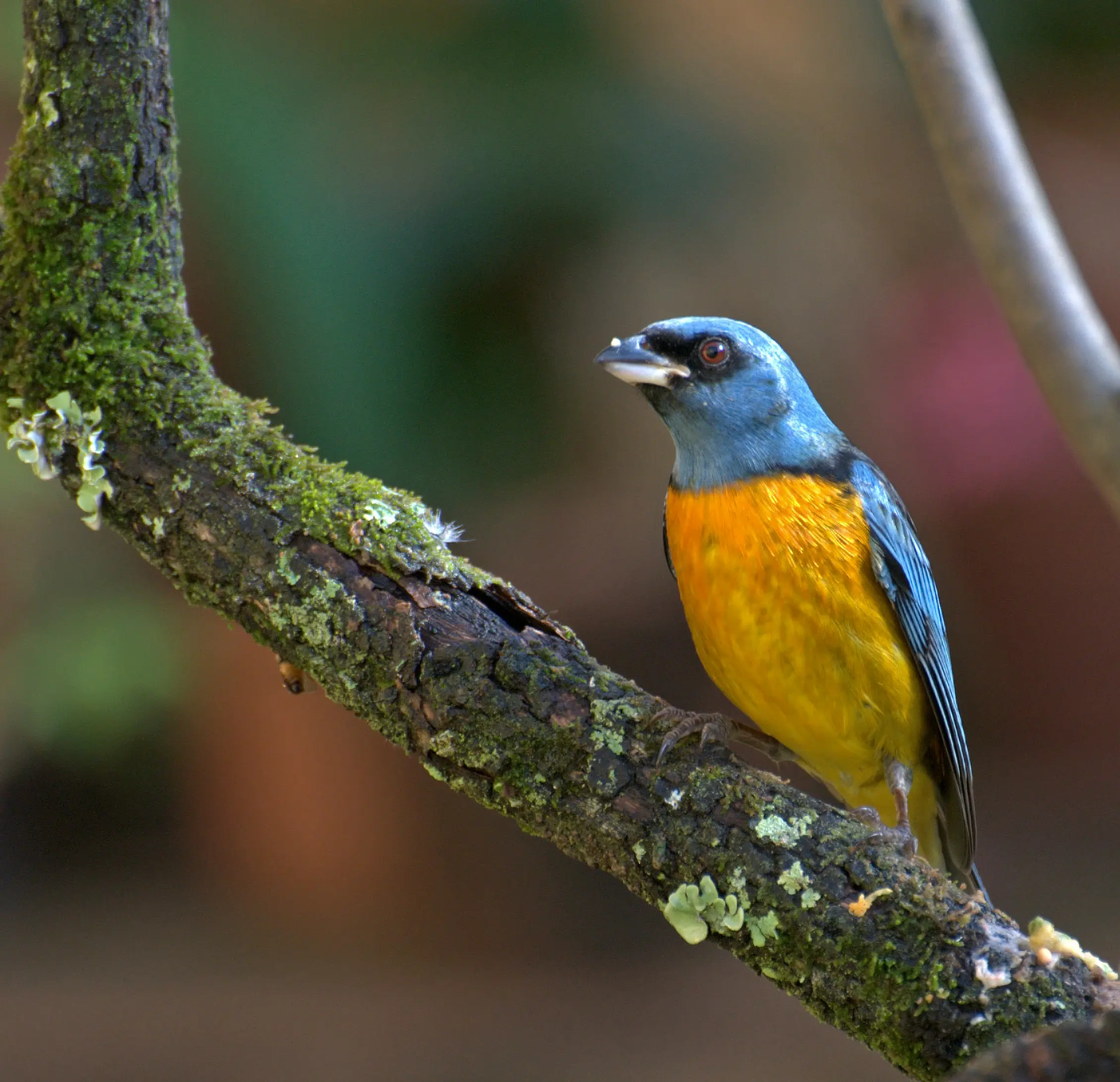 como esel pajaro n naranjero - Cuánto mide el naranjero