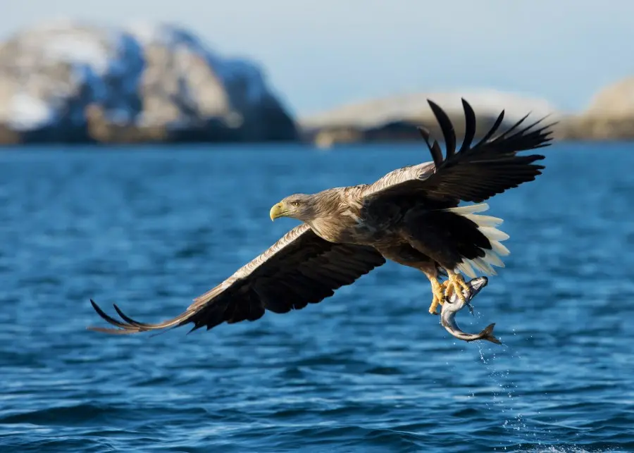 Ave Pigargo: Una Especie Fascinante de Aves Rapaces - Cuánto mide el pigargo europeo ave pigargo - Cuánto mide el pigargo europeo