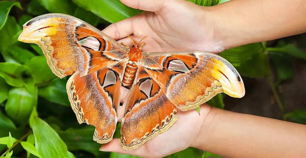 mariposa ala de pajaro - Cuánto mide la mariposa alas de pájaro