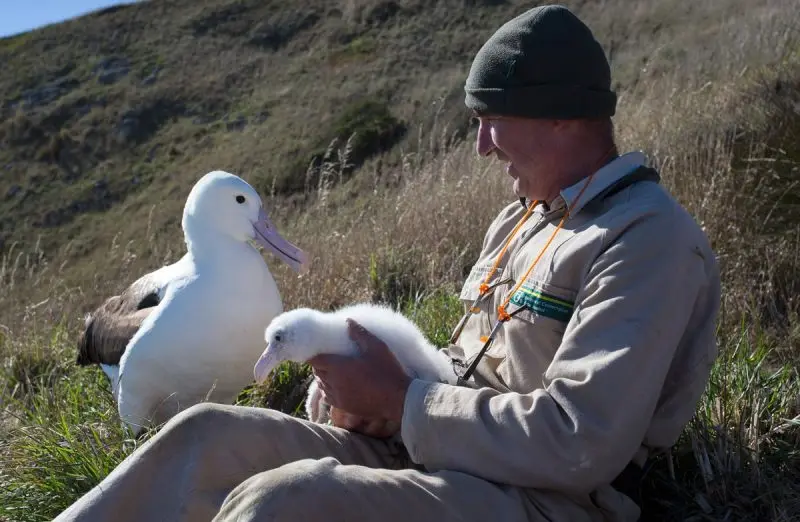 albatros ave tamaño - Cuánto mide un albatros con las alas abiertas