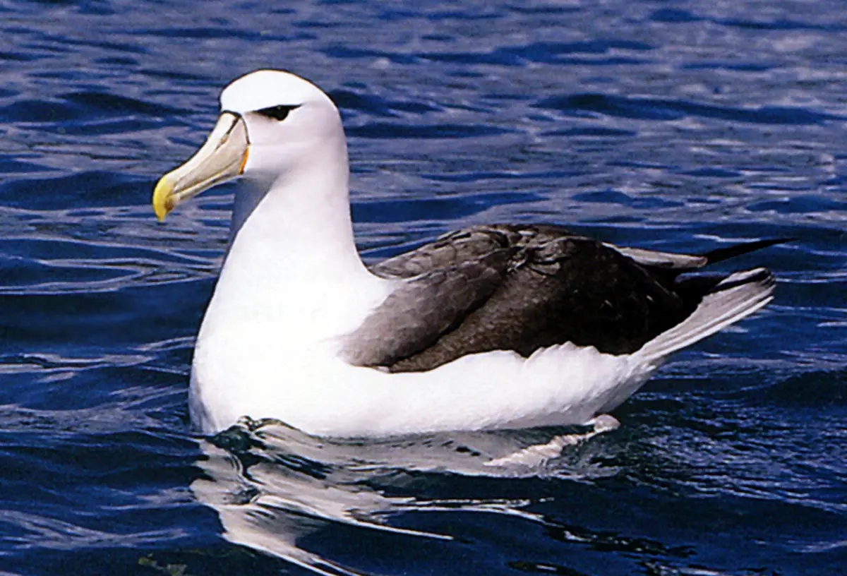 aves albatros marinos - Cuánto mide un albatros gigante
