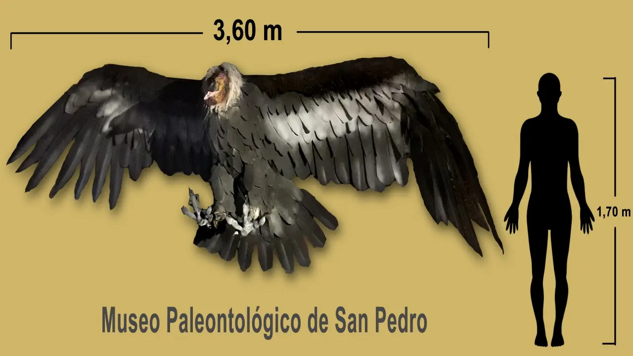 condor ave tamaño - Cuánto mide un cóndor con las alas abiertas