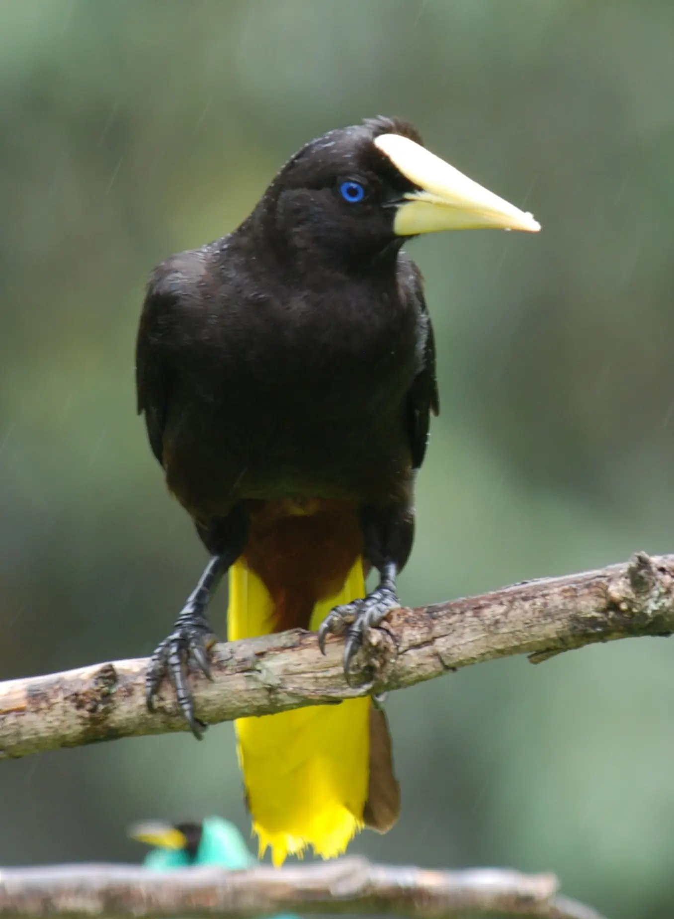 ave negra con nuca amarilla - Cuánto mide un loro nuca amarilla