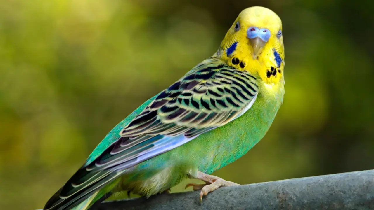 tamaño loro australianos - Cuánto miden los periquitos australianos