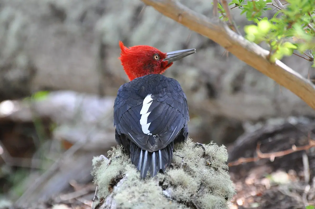 ave provincial de tierra del fuego - Cuánto pesa el pájaro carpintero