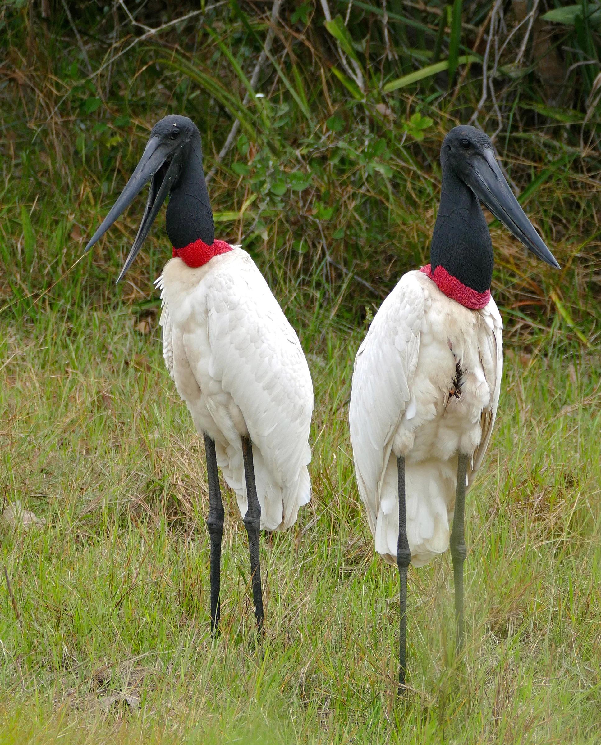 jabiru ave - Cuánto pesa un jabirú